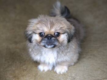 Mike -  Pekingese Dog for Adoption in Hoquiam, Washington - Mike | PetCurious