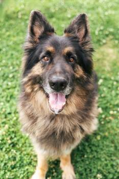 Roger - WA -  German Shepherd Dog Dog for Adoption in Magnolia, Texas - Roger - WA | PetCurious