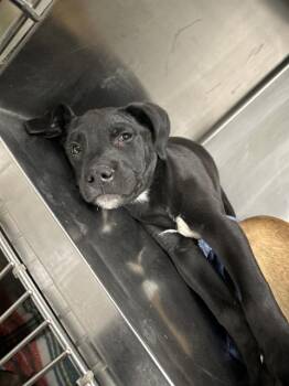 American Staffordshire Terrier and Siberian Husky Dogs Available for Adoption in Indianapolis, Indiana - COMET | PetCurious