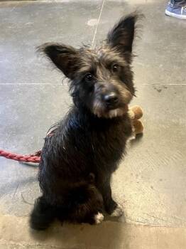 HARRIET* -  Terrier and Mixed Breed Dog for Adoption in Santa Cruz, California - HARRIET* | PetCurious