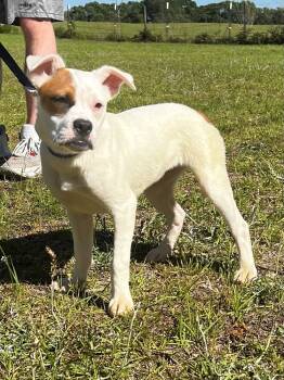 Rescue Boston Terrier and American Bulldog Dogs for Adoption in Troy, Alabama - Winnie | PetCurious