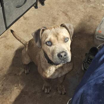 Moose was Toffe -  Mixed Breed Dog for Adoption in Hinesville, Georgia - Moose Was Toffe | PetCurious