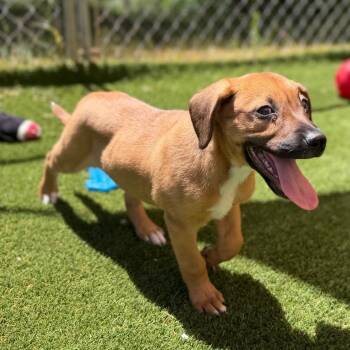 Bisti -  Shepherd Dog for Adoption in Durango, Colorado - Bisti | PetCurious
