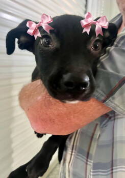 Rescue Labrador Retriever and Cattle Dog Dogs for Adoption in Mount Laurel Township, New Jersey - Cora | PetCurious