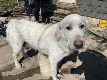 Great Pyrenees Dogs Available for Adoption - Nola | PetCurious