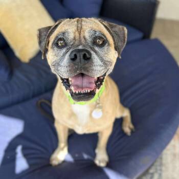Rescue Boxer Dogs for Adoption in Ramona, California - Shorty | PetCurious