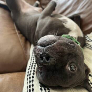 Elliot -  Terrier Dog for Adoption in San Diego, California - Elliot | PetCurious
