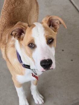 Brooks -  Shepherd Dog for Adoption in Las Vegas, Nevada - Brooks | PetCurious