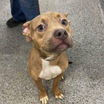 Mixed Breed Dogs Available for Adoption in Jeffersonville, Indiana - Jenga | PetCurious