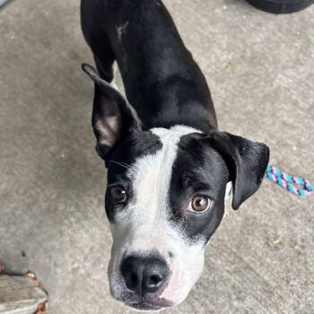 Dahlia -  Mixed Breed Dog for Adoption in Skokie, Illinois - Dahlia | PetCurious