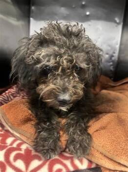 61282199 -  Miniature Poodle and Mixed Breed Dog for Adoption in El Paso, Texas - 61282199 | PetCurious