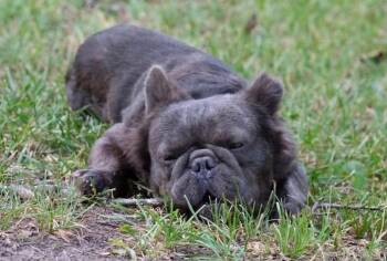 Foster Needed - Flare -  Pug and Terrier Dog for Adoption in Oswego, Illinois - Foster Needed - Flare | PetCurious