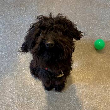 Aurora -  Poodle and Mixed Breed Dog for Adoption in Metamora, Michigan - Aurora | PetCurious