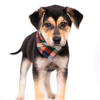 Celadon -  Mixed Breed Dog for Adoption in Springboro, Ohio - Celadon | PetCurious