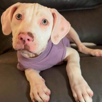 Hannah -  Pit Bull Terrier Dog for Adoption in Brainerd, Minnesota - Hannah | PetCurious