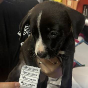 Huckleberry Finn -  Mixed Breed Dog for Adoption in Savannah, Georgia - Huckleberry Finn | PetCurious