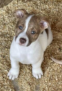 Australian Shepherd and Australian Kelpie Dogs Available for Adoption - Christy | PetCurious