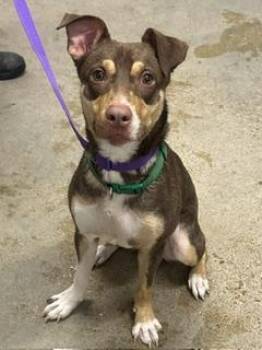 Bernie -  Border Collie Dog for Adoption in Cleveland, Ohio - Bernie | PetCurious