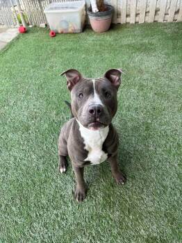 Rescue Pit Bull Terrier Dogs for Adoption in Ferndale, Washington - Pumba | PetCurious