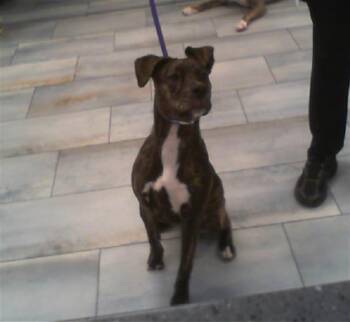 SHEILA -  Pit Bull Terrier and Mixed Breed Dog for Adoption in Charlotte, North Carolina - SHEILA | PetCurious