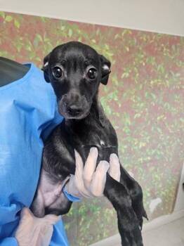 Pepperoni -  Terrier and Mixed Breed Dog for Adoption in San Antonio, Texas - Pepperoni | PetCurious