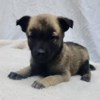 Woody (Chantelle Pup 5) -  Mixed Breed Dog for Adoption in Bend, Oregon - Woody (Chantelle Pup 5) | PetCurious