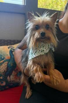 Dolores -  Silky Terrier Dog for Adoption in Temecula, California - Dolores | PetCurious
