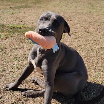 Rescue Labrador Retriever and Pit Bull Terrier Dogs for Adoption in Valdosta, Georgia - Bean | PetCurious