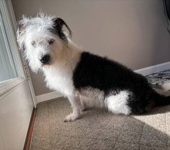 Princess -  Terrier and Corgi Dog for Adoption in Cedar Rapids, Iowa - Princess | PetCurious