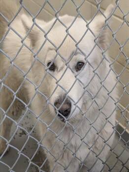 Alaskan Malamute and Mixed Breed Dogs Available for Adoption in Anchorage, Alaska - INDIGO | PetCurious