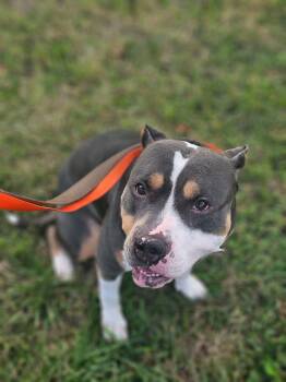 American Bully Dogs Available for Adoption in Waxhaw, North Carolina - Gucci | PetCurious