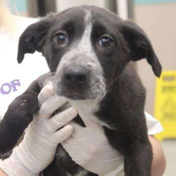 Australian Cattle Dog Blue Heeler and Retriever Dogs Available for Adoption in Cleveland, Mississippi - Chrysanthemum | PetCurious