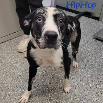 Catahoula Leopard Dog Dogs Available for Adoption in Parkersburg, West Virginia - FlipFlop | PetCurious