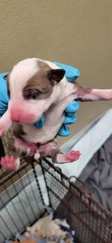 Bull Terrier Dogs Available for Adoption in San Antonio, Texas - A804618 | PetCurious