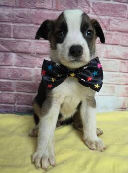 Fountain -  Border Collie Dog for Adoption in Sedalia, Colorado - Fountain | PetCurious