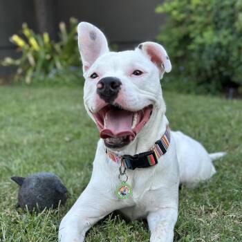 Marshmallow -  Pit Bull Terrier Dog for Adoption in Los Angeles, California - Marshmallow | PetCurious