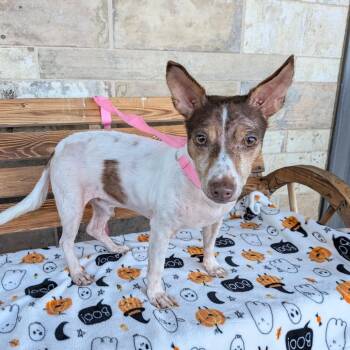 Benjamin -  Terrier Dog for Adoption in Chico, California - Benjamin | PetCurious