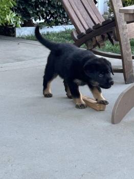German Shepherd Dog Dogs Available for Adoption - Carlee Aka Pink Flower Collar | PetCurious