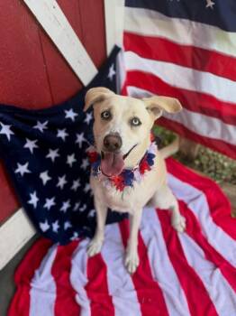 Rory Right on Time TV Watching Family Girl -  Husky and Yellow Labrador Retriever Dog for Adoption in Friendswood, Texas - Rory Right On Time TV Watching Family Girl | PetCurious