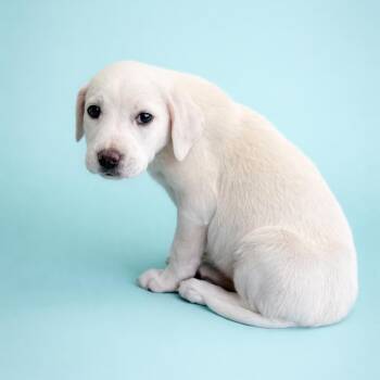Labrador Retriever Dogs Available for Adoption - Cookie | PetCurious
