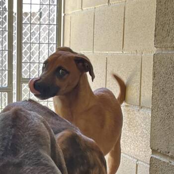 Boxer and Mixed Breed Dogs Available for Adoption in Kyle, Texas - SAMSON | PetCurious