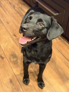 Spaniel Dogs Available for Adoption - Crosby | PetCurious