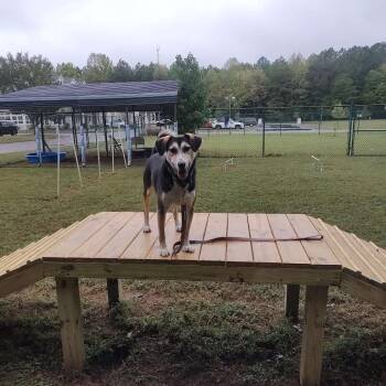 Theodore -  Shepherd Dog for Adoption in Gloucester, Virginia - Theodore | PetCurious