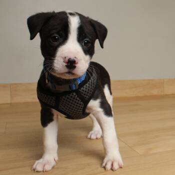 Rescue Collie and Mixed Breed Dogs for Adoption in Minnetonka, Minnesota - James P. Sullivan D66680 | PetCurious