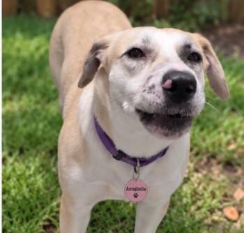 Annabelle -  Retriever and Hound Dog for Adoption in Houston, Texas - Annabelle | PetCurious