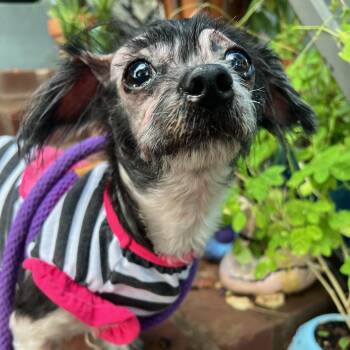 Rescue Shih Tzu Dogs for Adoption in New Orleans, Louisiana - Lexie | PetCurious