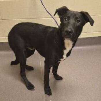 Edgar Allen -  Shepherd and Pit Bull Terrier Dog for Adoption in Norman, Oklahoma - Edgar Allen | PetCurious