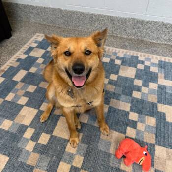 Sasha -  Terrier and Mixed Breed Dog for Adoption in Falls Church, Virginia - Sasha | PetCurious