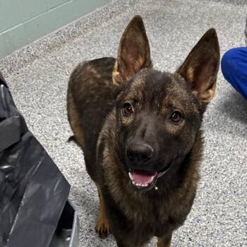 German Shepherd Dog Dogs Available for Adoption - Myrtle | PetCurious