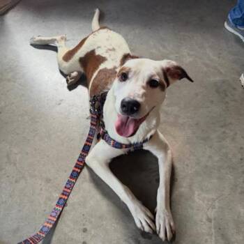 Thresher -  American Staffordshire Terrier and Pit Bull Terrier Dog for Adoption in Philadelphia, Pennsylvania - Thresher | PetCurious